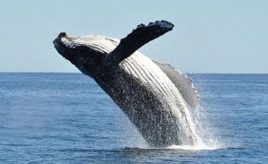 humpback whale Maui