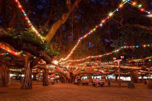 Banyan Tree Maui