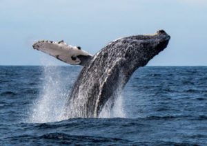 Pacific Humpback whale