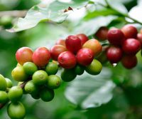 Maui grown coffee