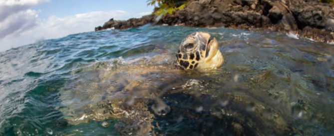 Maui marine life