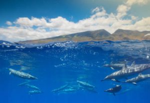 Maui Dolphins