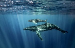 humpback whale and calf