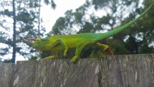 Jackson Chameleon