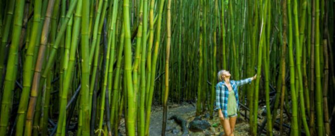 Maui bamboo forest