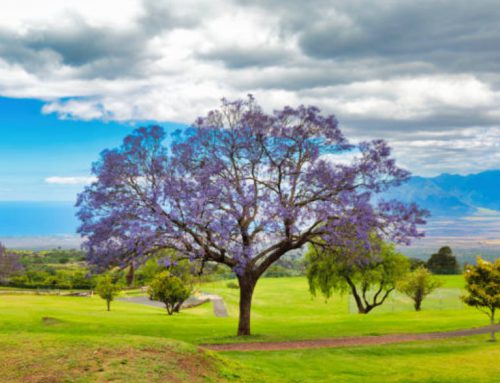 DIY Upcountry Maui Jacaranda Tour