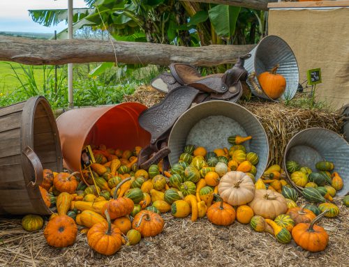 Fun Fall Events on Maui 2024