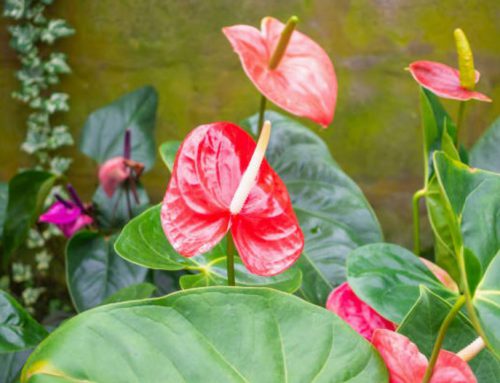 Hawaii’s Anthurium- a Stunning Addition to Holiday Arrangements